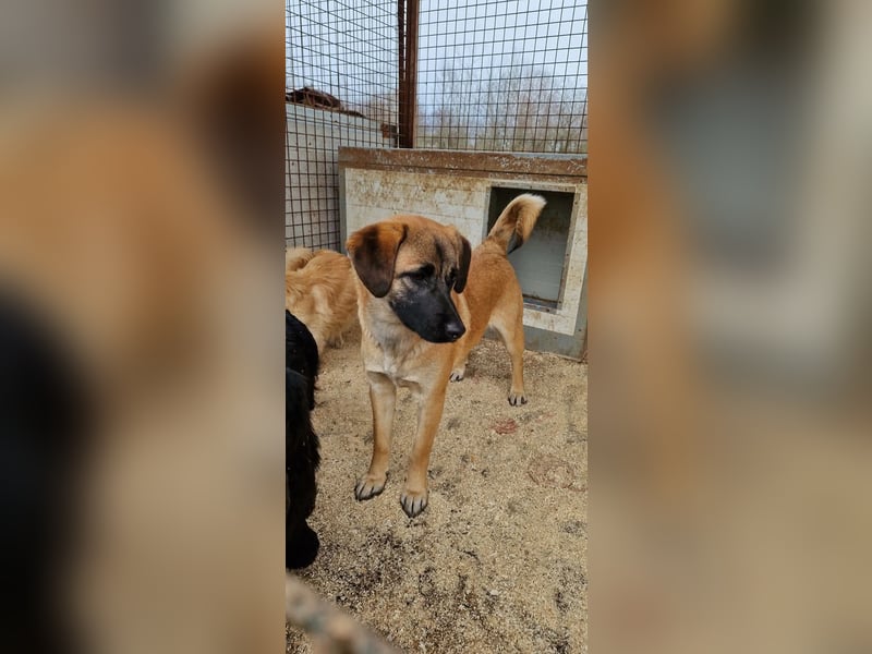 Lukretia sucht liebevolles Zuhause