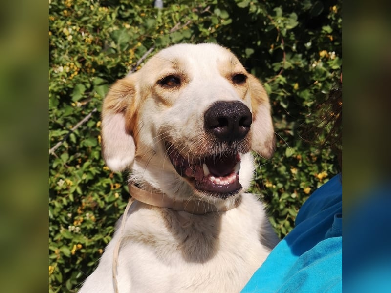 Simba- Mischlingshund sucht ein Zuhause/Pflegestelle