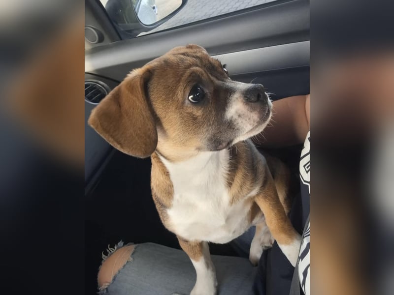 Holly, verspielt und niedlich