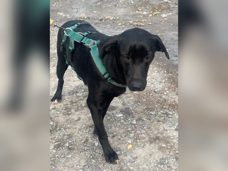 Rebeka, freut sich auf ihre Menschen auf Pflegestelle in Kerpen