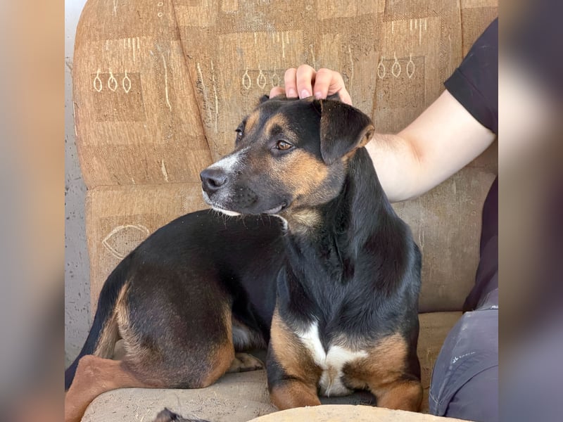 Flector, aufgeschlossene Hündin im Besten Alter