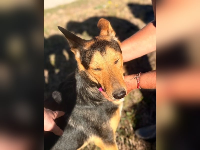Trevor, kleiner Süssling sucht ein Zuhause