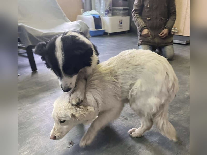 Marie, süße Maus freut sich auf eine eigene Familie