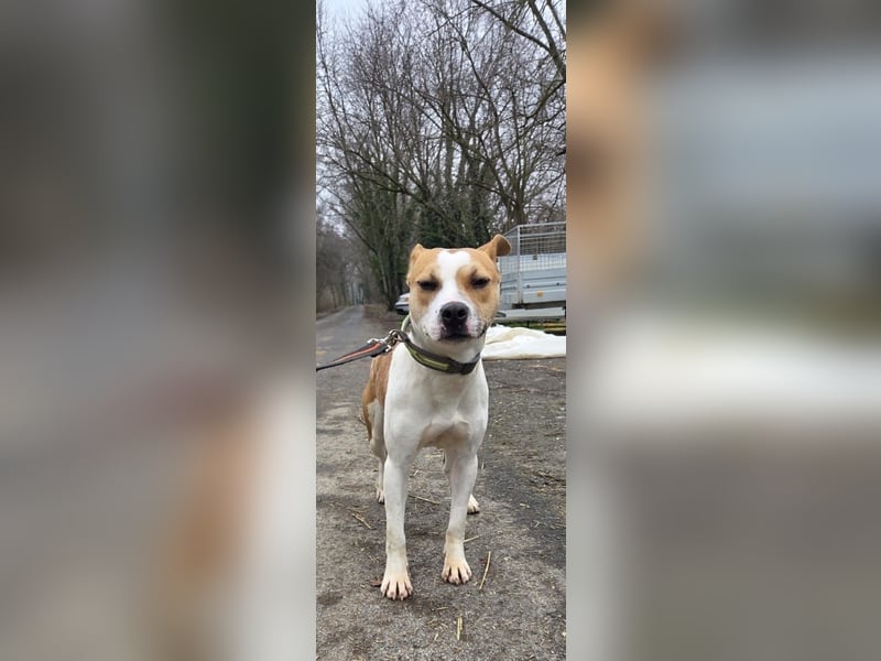 Tina, verspielt und freundlich. Vermittlung nur nach A/CH/NL oder SWE