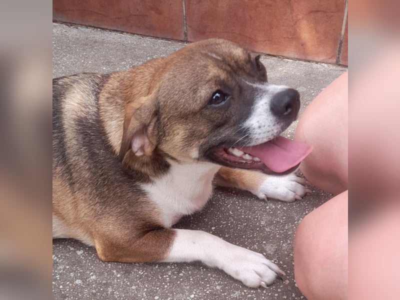 Holly, verspielt und niedlich