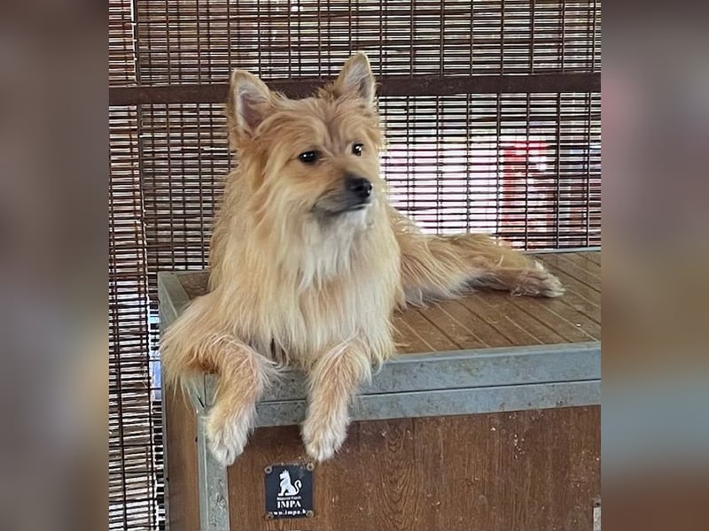 Linduska, zartes Seelchen sucht ruhiges Zuhause