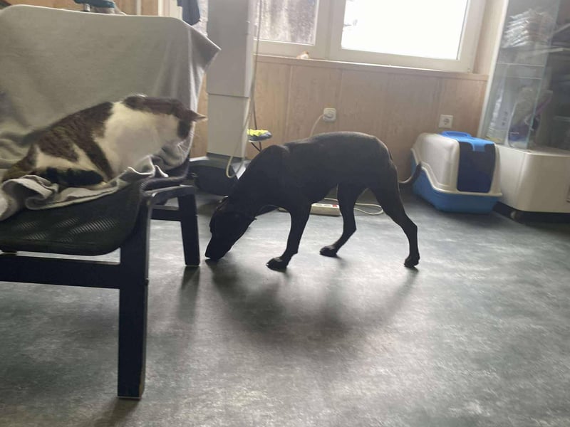 Adidas, sportlich und aktiv