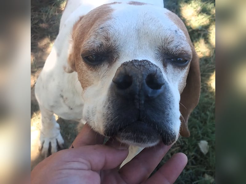 Odysseus sucht ein Zuhause