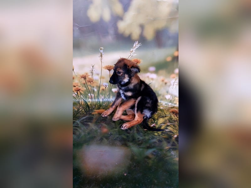 Elea sucht ihr zu Hause