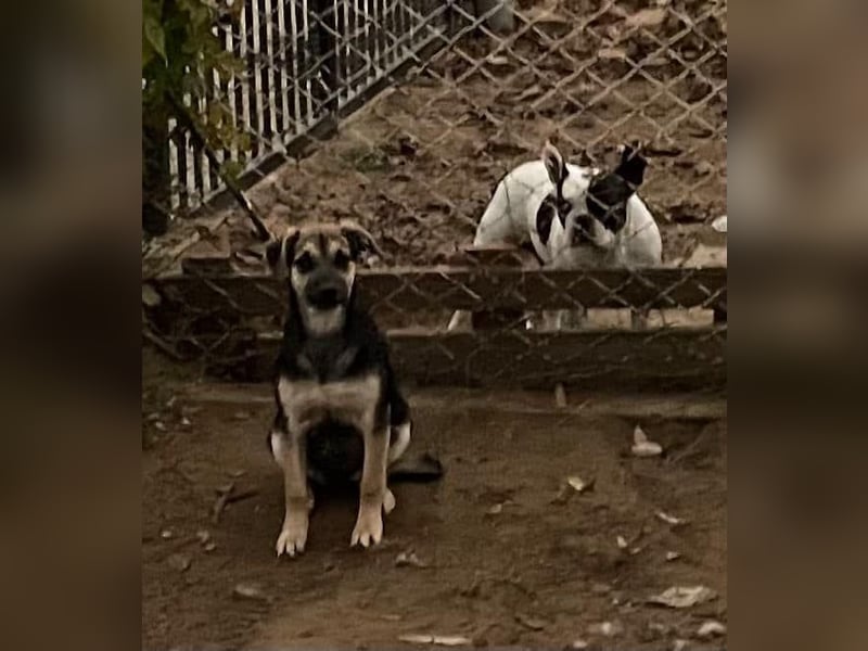 Csipet, lernwillig und zurückhaltend