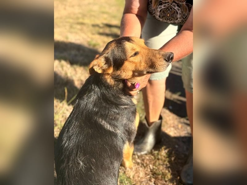 Trevor, kleiner Süssling sucht ein Zuhause