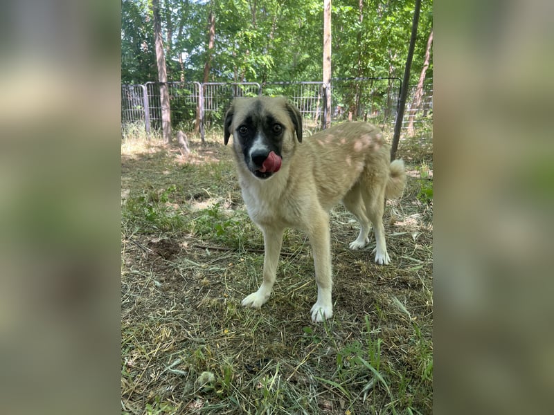 Safira, 2 ¾ -jähriges Mädchen, ca. kniehoch, freundlich, verspielt, offen