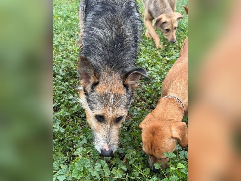 Ina, verspielt und freundlich