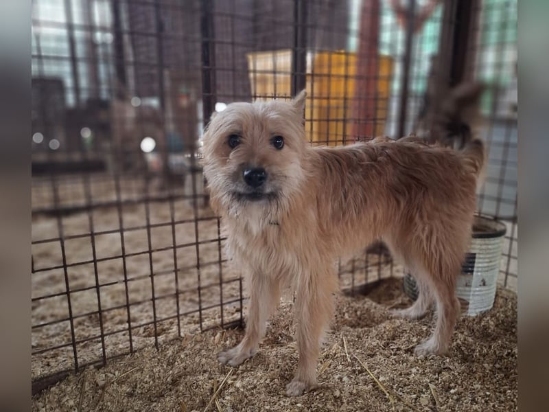 Linduska, zartes Seelchen sucht ruhiges Zuhause