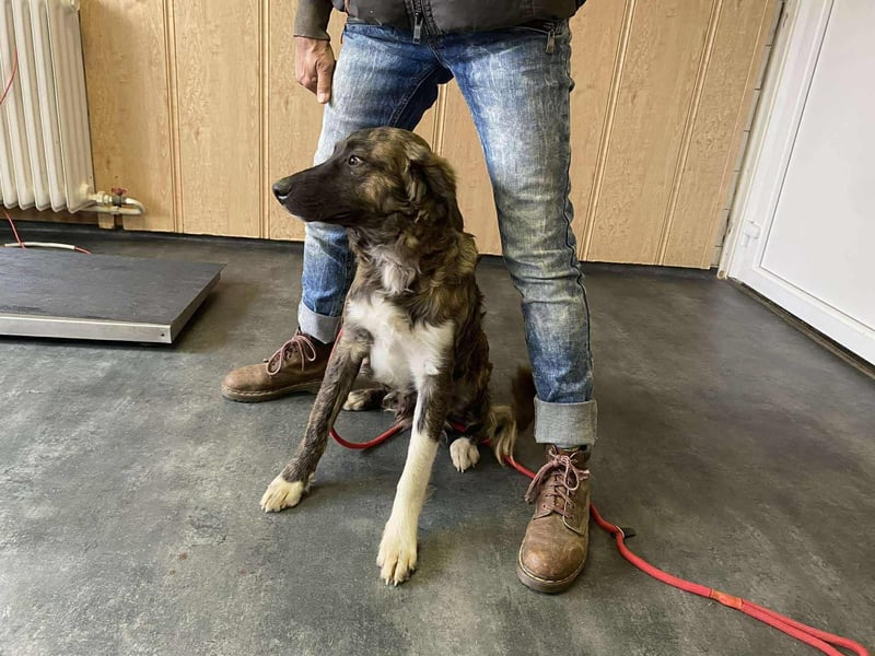 Dombi, junger Hund mit großem Herz