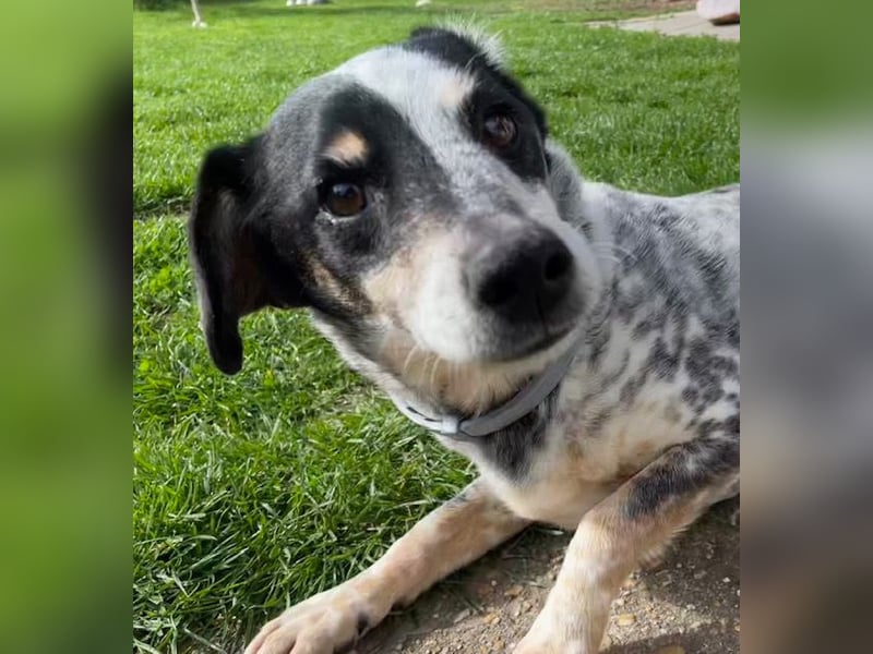 Pepsi, süßer Senior spielt noch gerne Ball