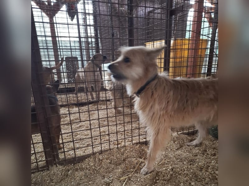 Linduska, zartes Seelchen sucht ruhiges Zuhause