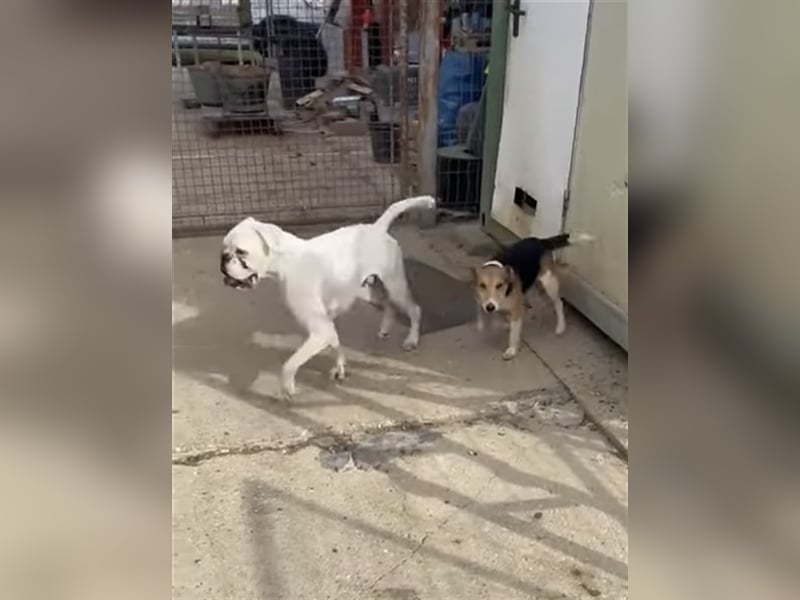 Lucky, Glück im Unglück….super lieb und freundlich