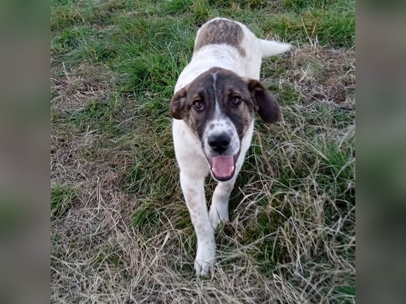 Jackson-Mischling- sucht ein Zuhause
