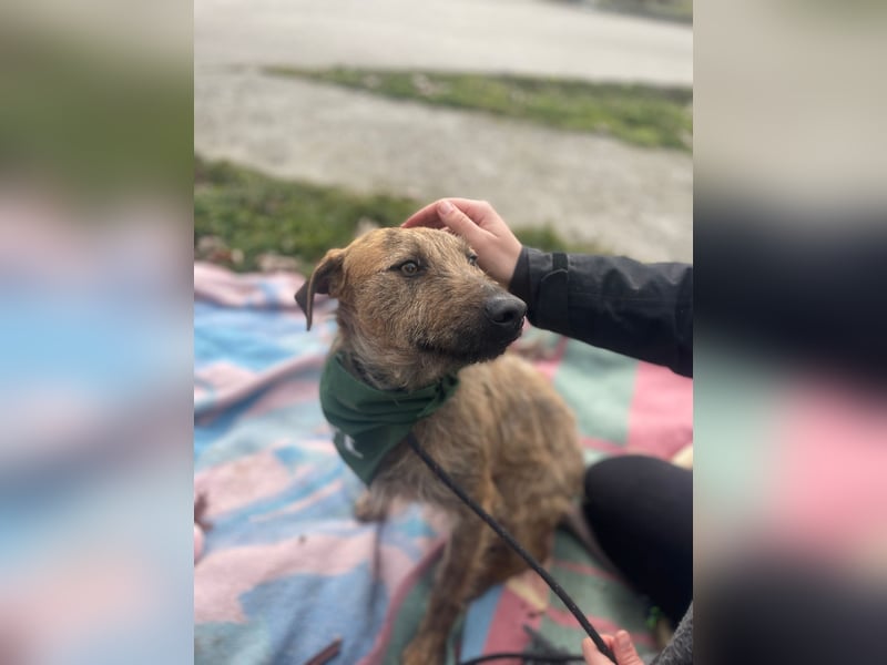 Bukta,möchte in seinem neuen Zuhause ankommen