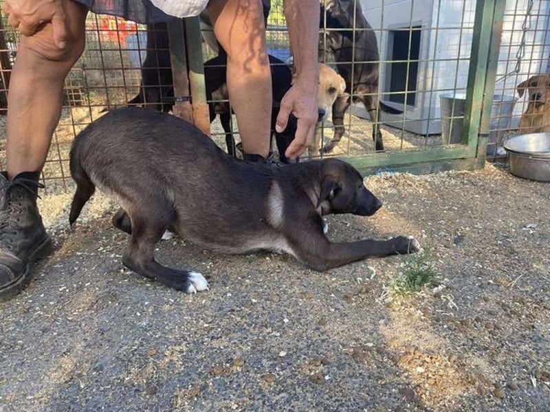 Nati, bildhübsches Hundemädchen