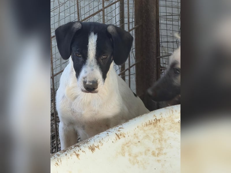Leia, süße Maus sucht aktive Family