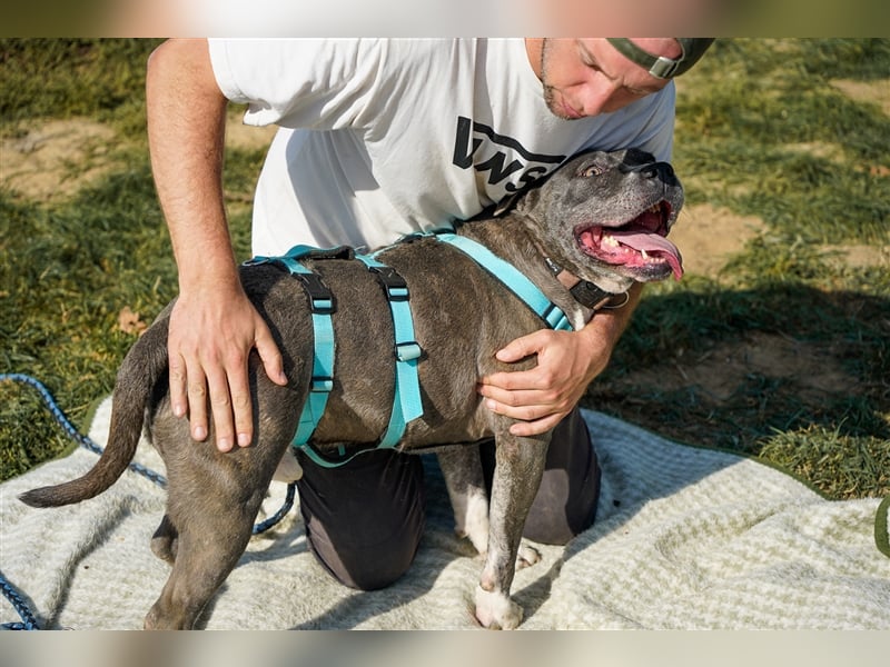 Killi - kompakt&kuschelig Vermittlung nur für A/CH/NL/SWE