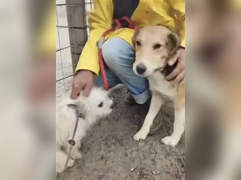 Lucky, Glück im Unglück….super lieb und freundlich