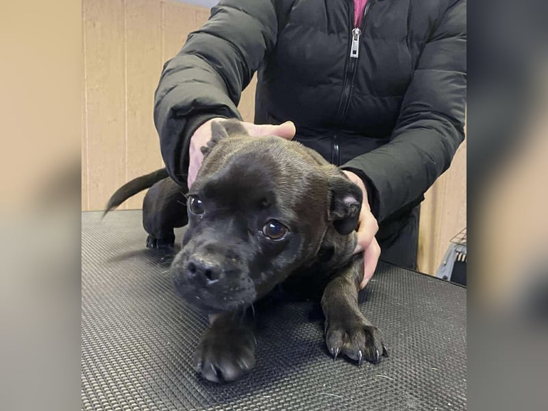 Lenda, kleine Bully-Mix Hündin sucht Traumzuhause