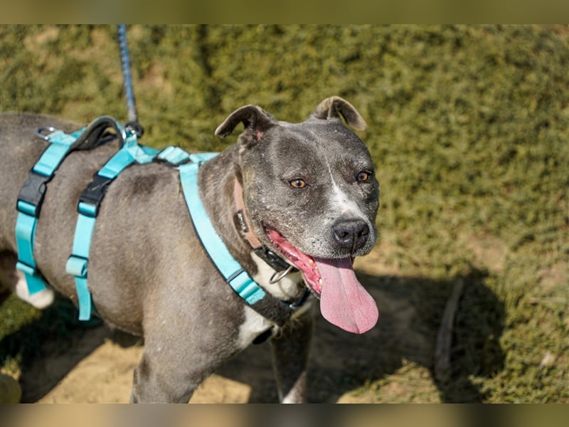 Killi - kompakt&kuschelig Vermittlung nur für A/CH/NL/SWE