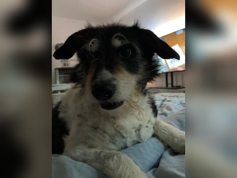 Foltina,Knutschkugel  darf auf der Pflegestelle in Zülpich besucht werden