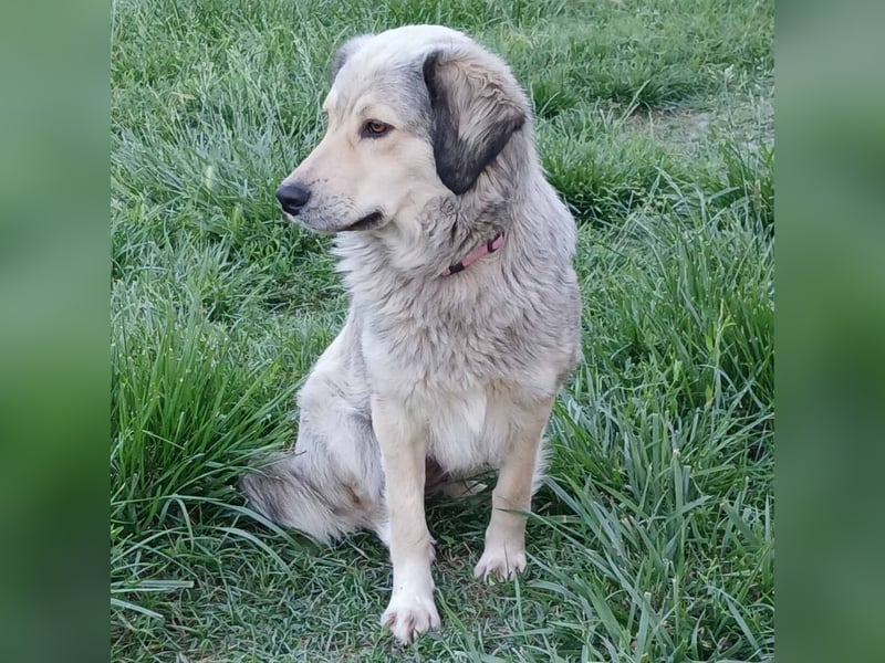 Jenni: sucht ein Zuhause / eine Pflegestelle