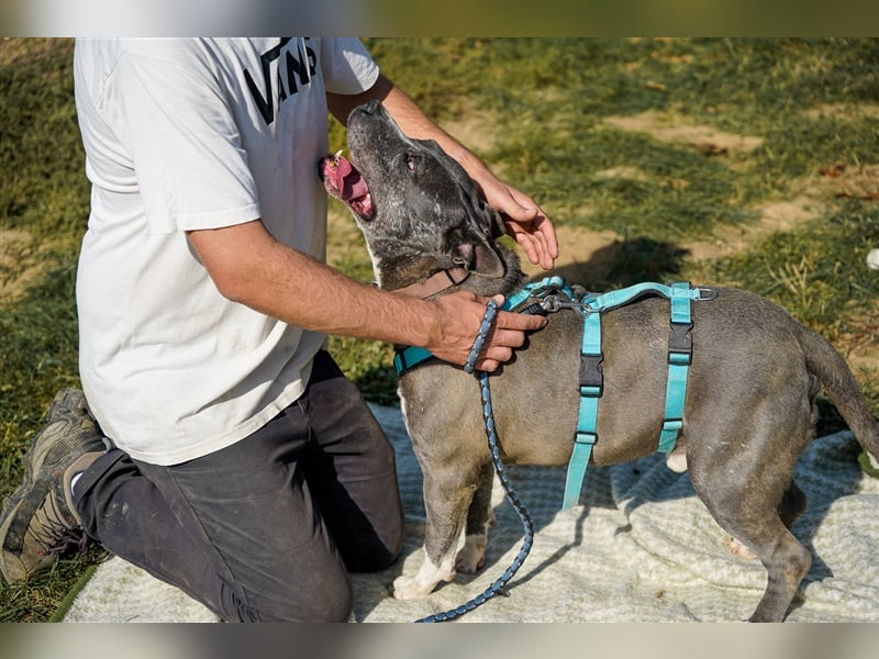 Killi - kompakt&kuschelig Vermittlung nur für A/CH/NL/SWE