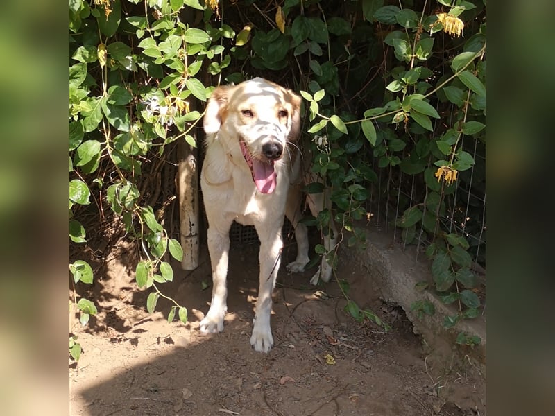 Simba- Mischlingshund sucht ein Zuhause/Pflegestelle