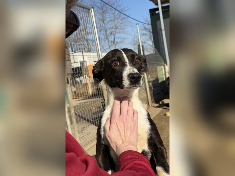 Collie, noch so jung …..wer möchte ihr die Welt zeigen?