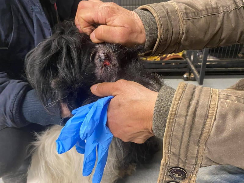 Pumpkin, fast blind und taub …Gnadenplatz gesucht