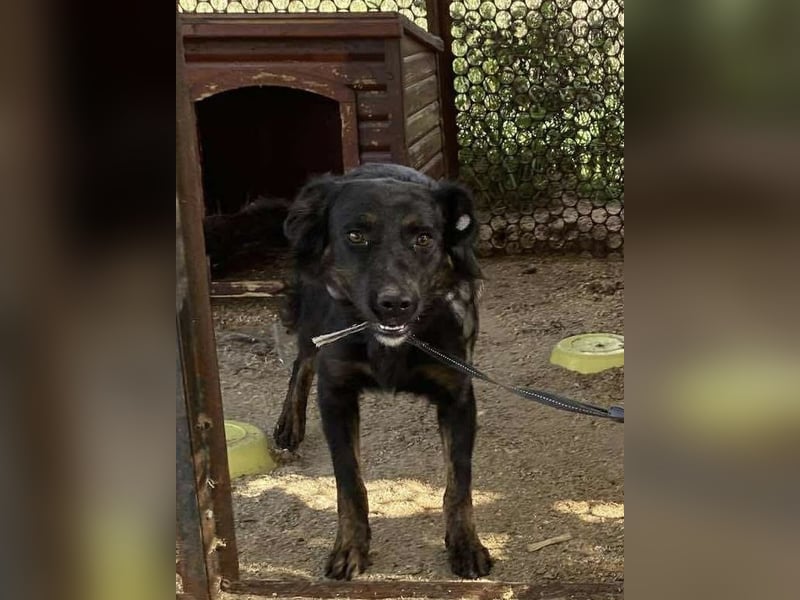 Liget, süße Hundemama sucht ihre Familie