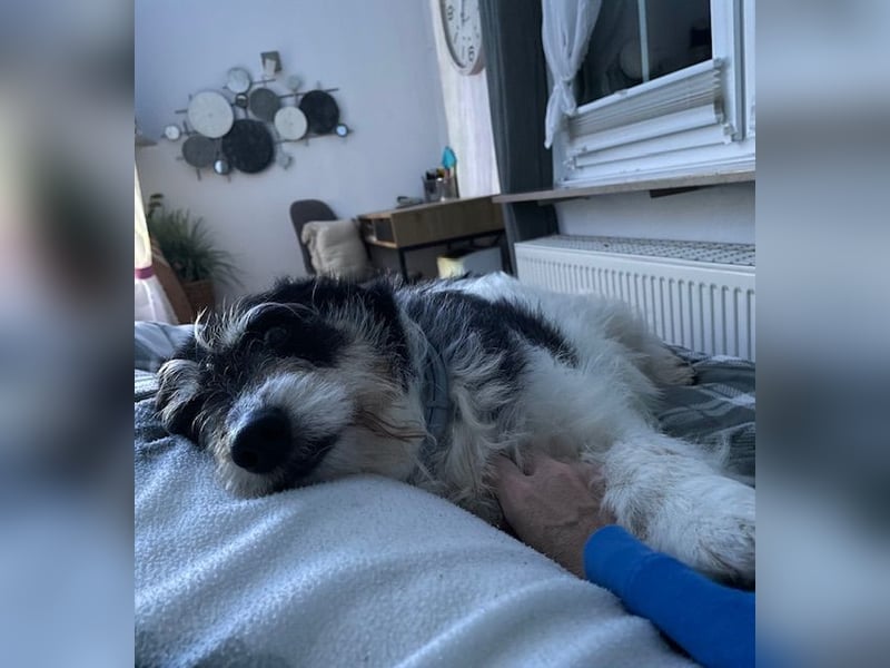 Foltina,Knutschkugel  darf auf der Pflegestelle in Zülpich besucht werden