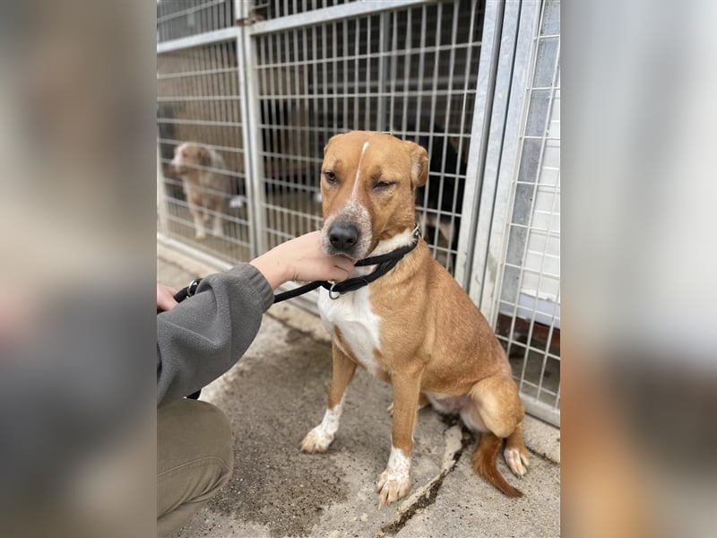 Livi sucht souveräne Menschen, gerne als Zweithund