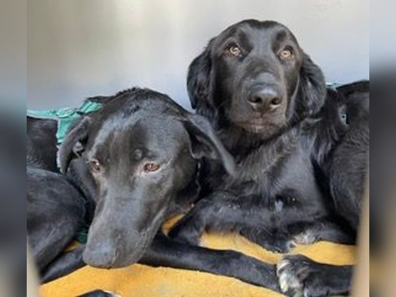 Rebeka, freut sich auf ihre Menschen auf Pflegestelle in Kerpen