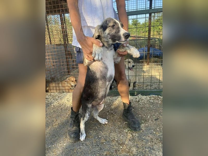 Nathan, aktiv und verspielt