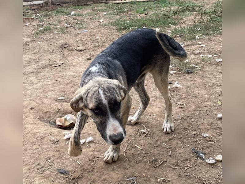 Nathan, aktiv und verspielt