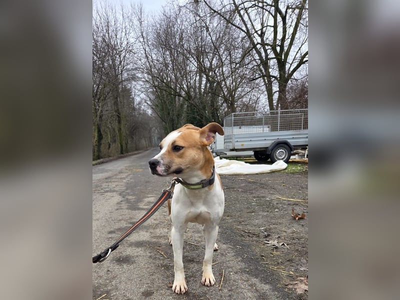 Tina, verspielt und freundlich. Vermittlung nur nach A/CH/NL oder SWE