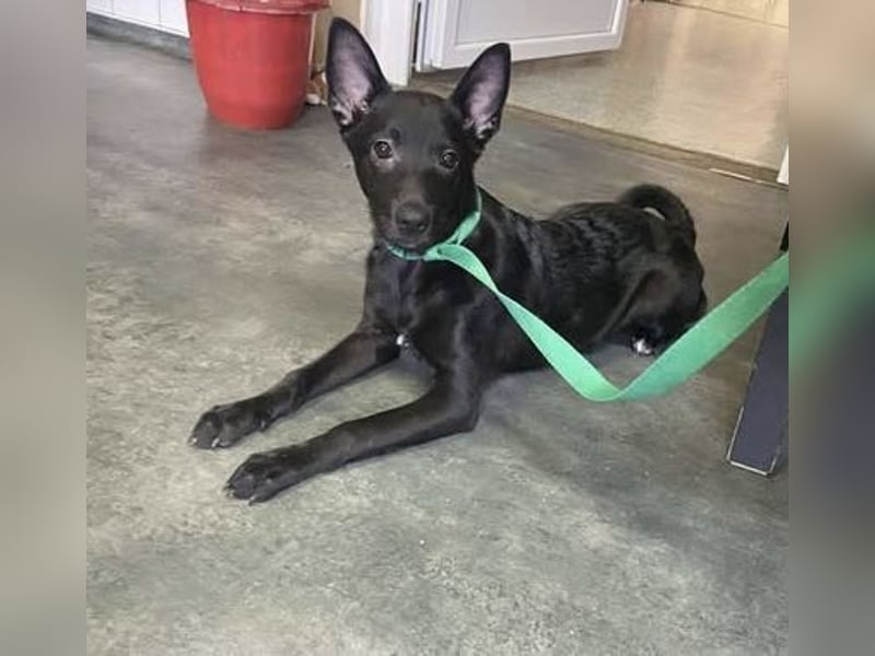 Sonic, kleiner aktiver Sonnenschein sucht…