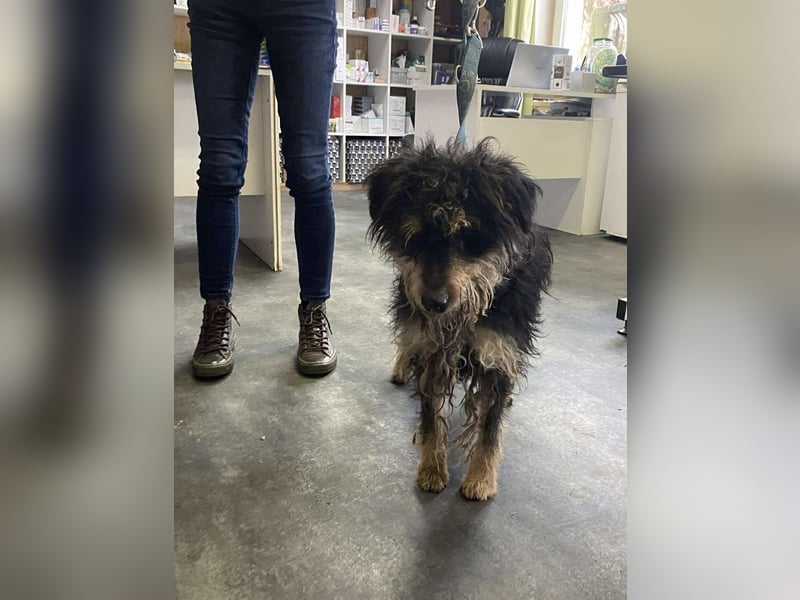 Bruno, freundlich und aktiv