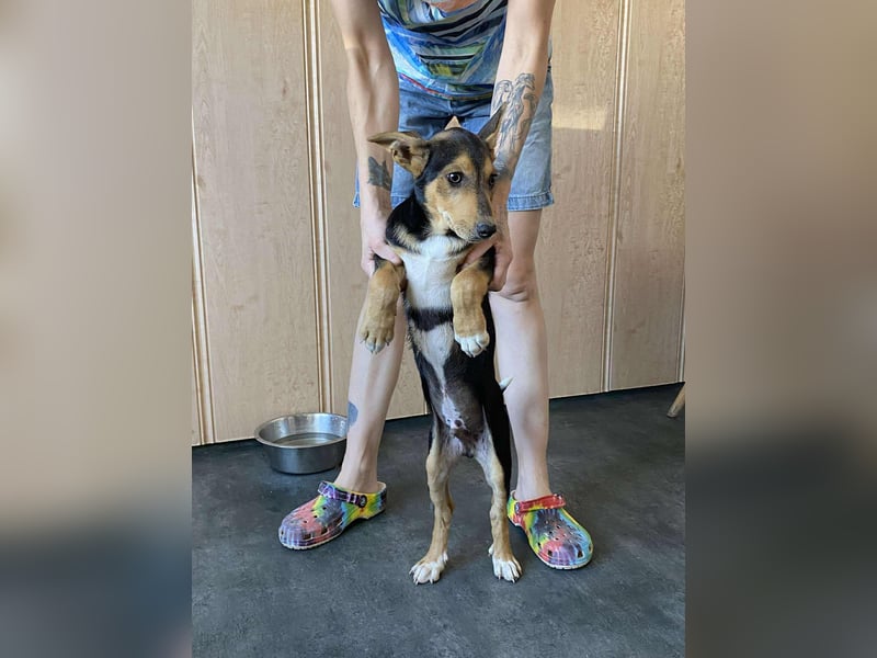 Trevor, kleiner Süssling sucht ein Zuhause