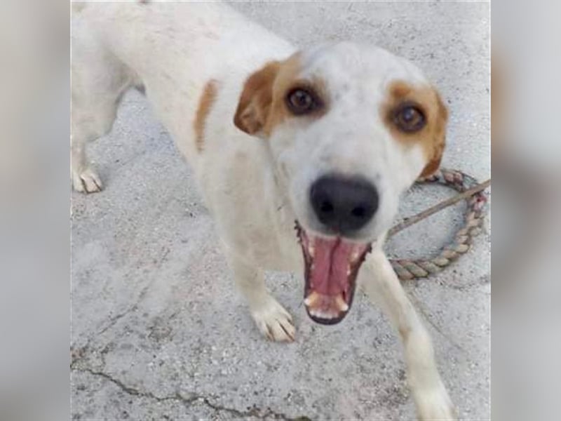 Lio- Mischlingshund sucht ein Zuhause/Pflegestelle