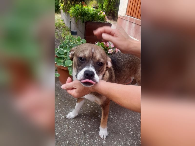 Holly, verspielt und niedlich