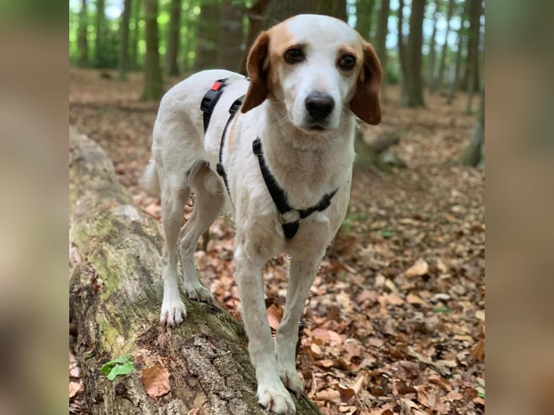 Lio- Mischlingshund sucht ein Zuhause-vorgemerkt