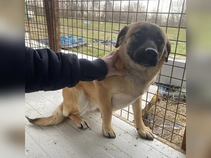 Lukretia sucht liebevolles Zuhause